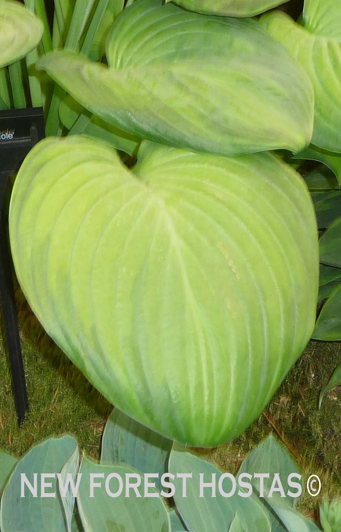 Hosta 'Guacamole' - New Forest Hostas & Hemerocallis