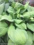 Hosta 'Guacamole' - New Forest Hostas & Hemerocallis