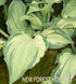 Hosta 'Guardian Angel' - New Forest Hostas & Hemerocallis
