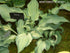 Hosta 'Guardian Angel' - New Forest Hostas & Hemerocallis
