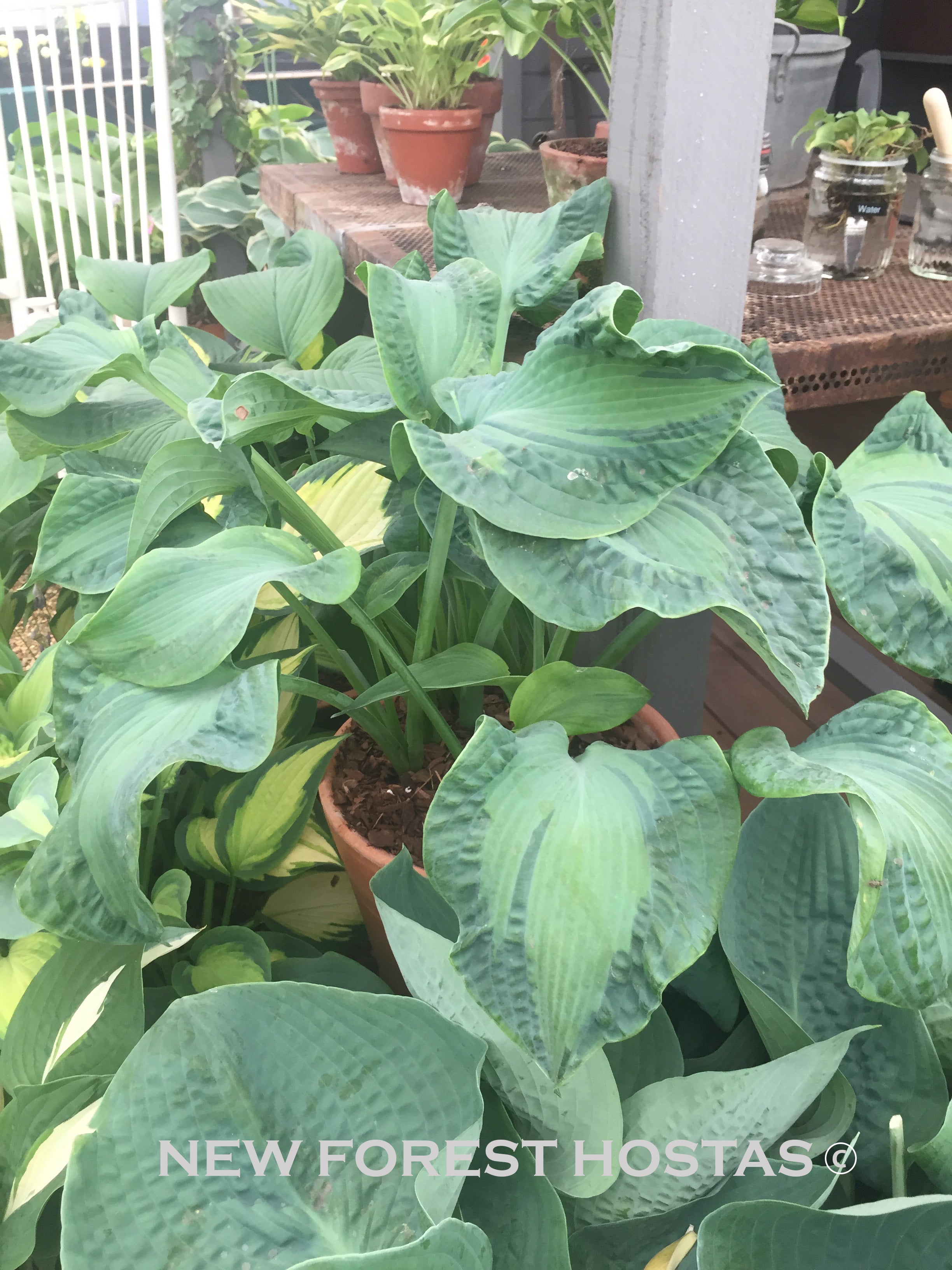 Hosta 'Guardian Angel' - New Forest Hostas & Hemerocallis