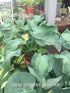 Hosta 'Guardian Angel' - New Forest Hostas & Hemerocallis