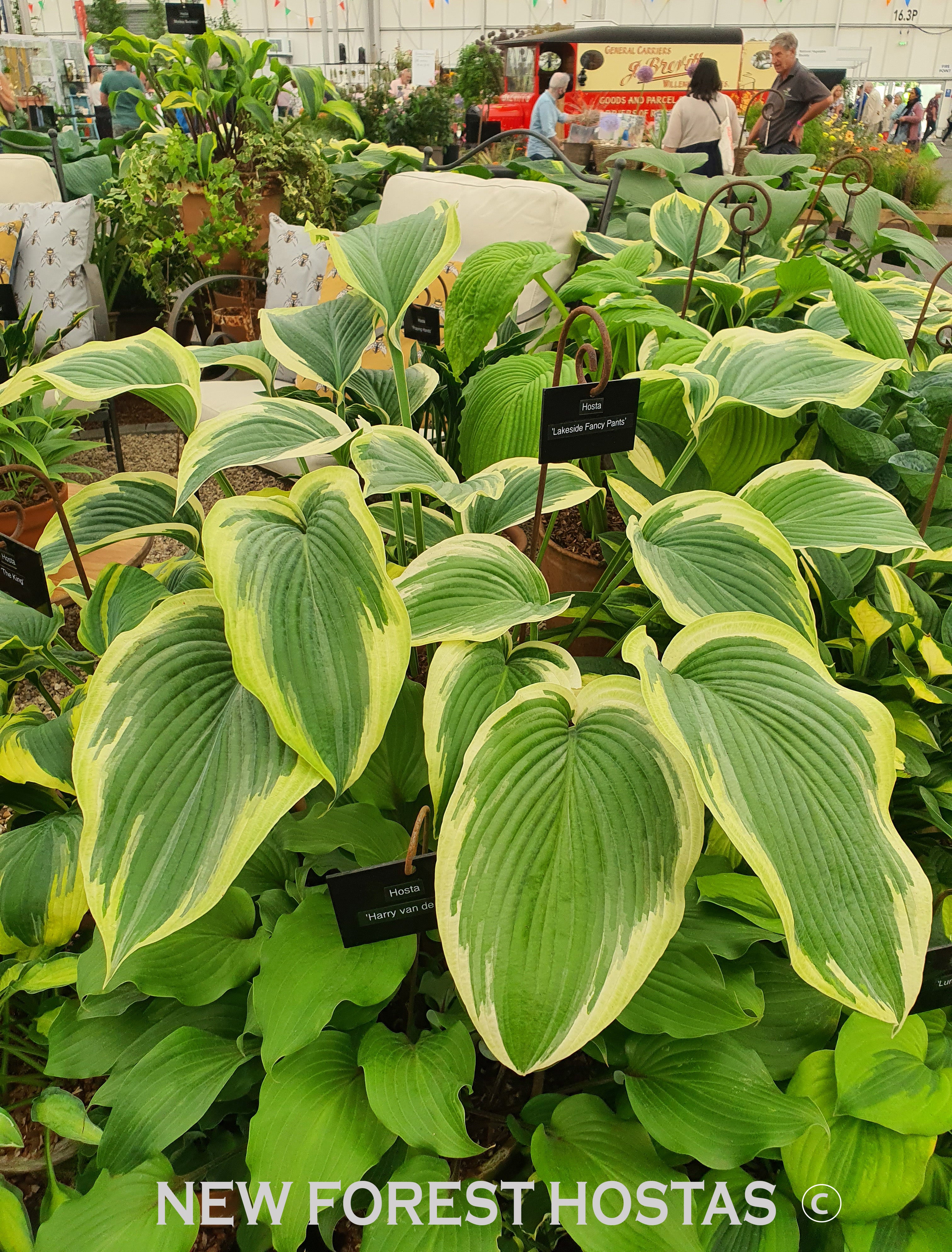 Hosta 'Lakeside Fancy Pants' - New Forest Hostas & Hemerocallis