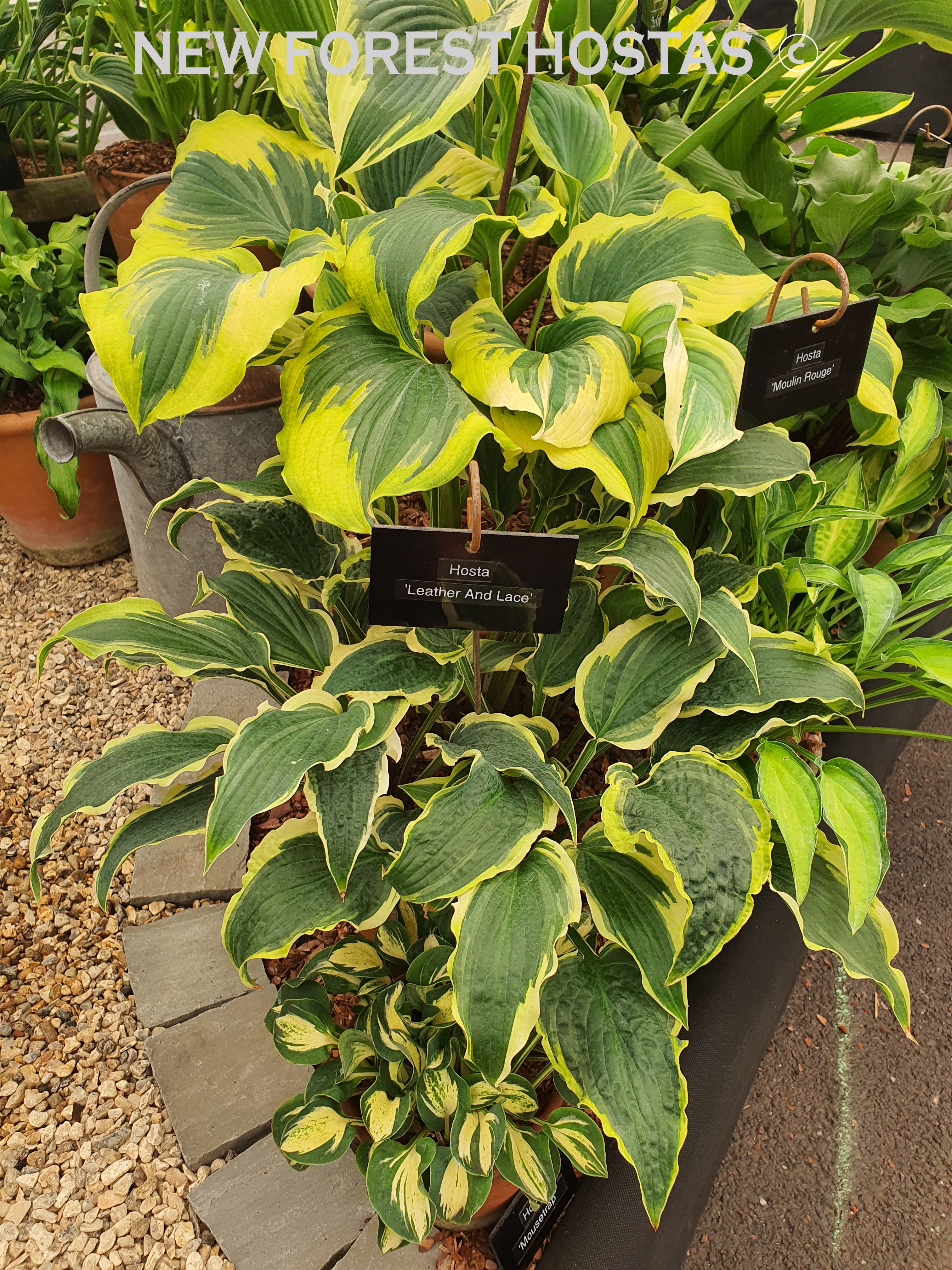 Hosta 'Leather and Lace' - New Forest Hostas & Hemerocallis