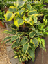 Hosta 'Leather and Lace' - New Forest Hostas & Hemerocallis