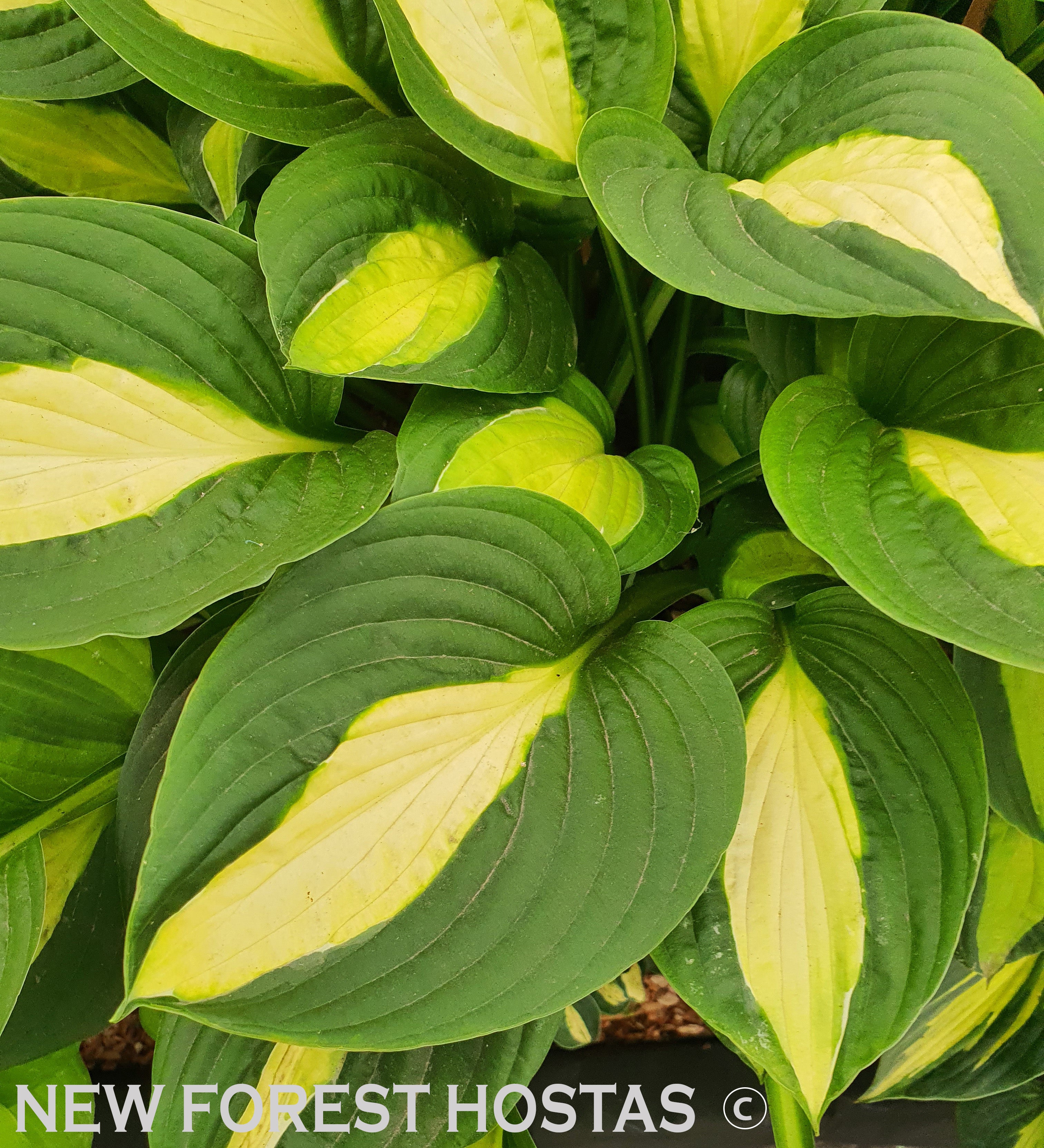 Hosta 'Gypsy Rose' - New Forest Hostas & Hemerocallis