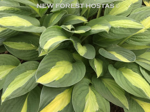 Hosta 'Gypsy Rose' - New Forest Hostas & Hemerocallis