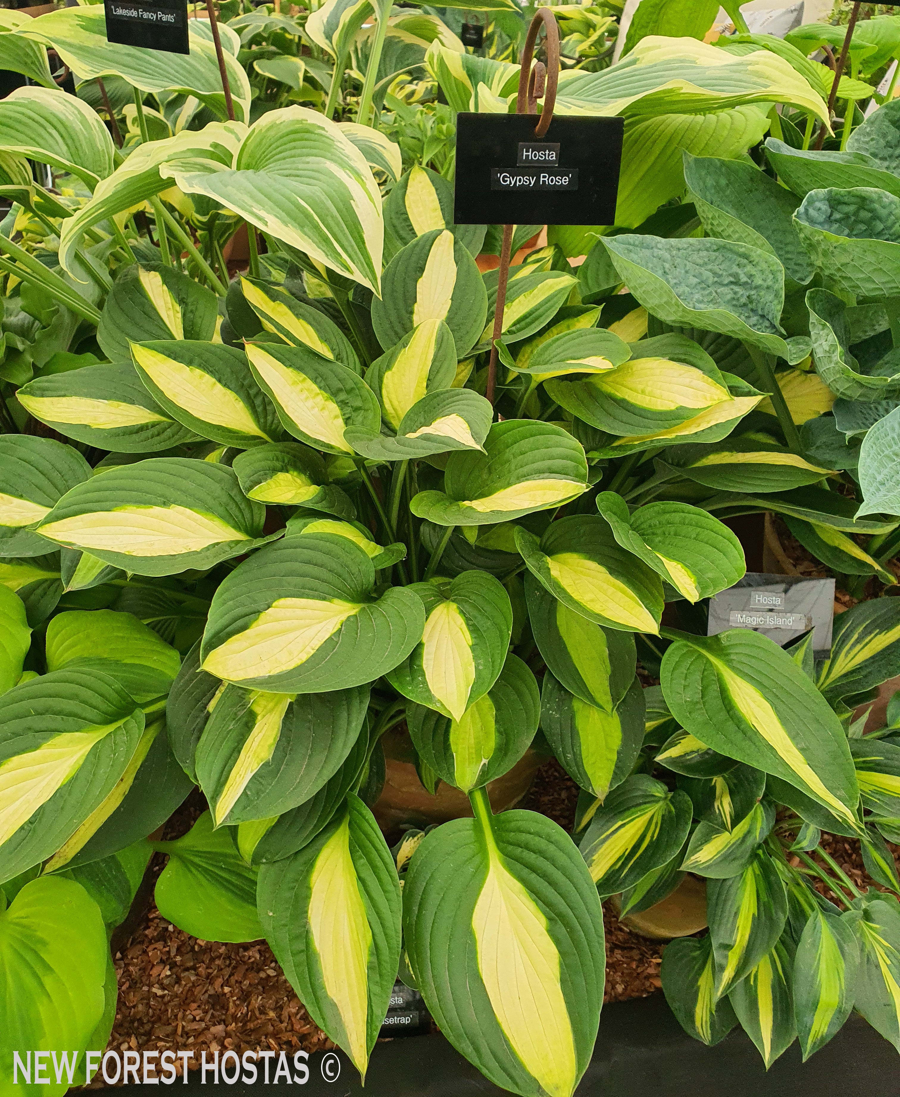 Hosta 'Gypsy Rose' - New Forest Hostas & Hemerocallis