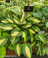 Hosta 'Gypsy Rose' - New Forest Hostas & Hemerocallis