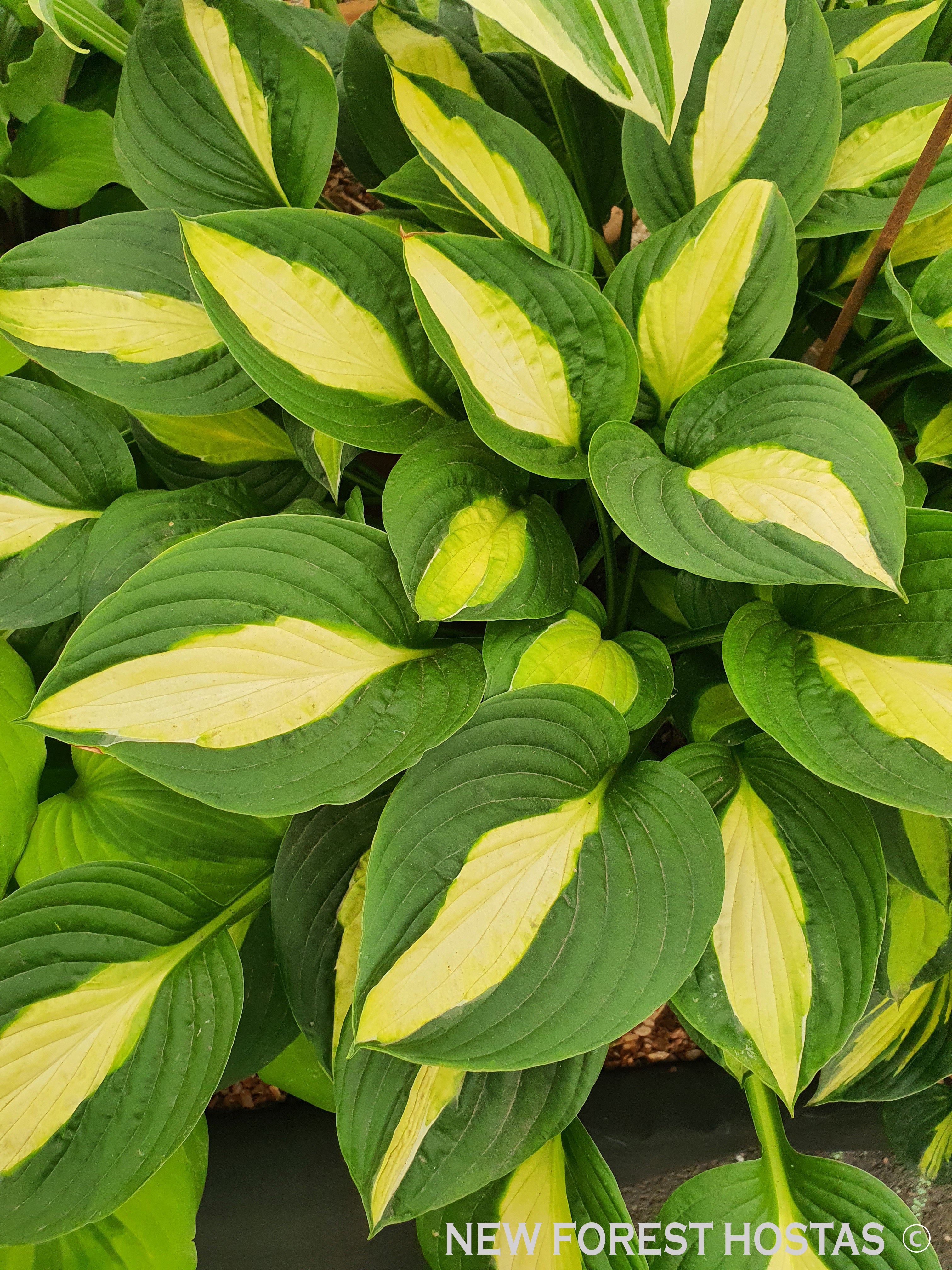 Hosta 'Gypsy Rose' - New Forest Hostas & Hemerocallis