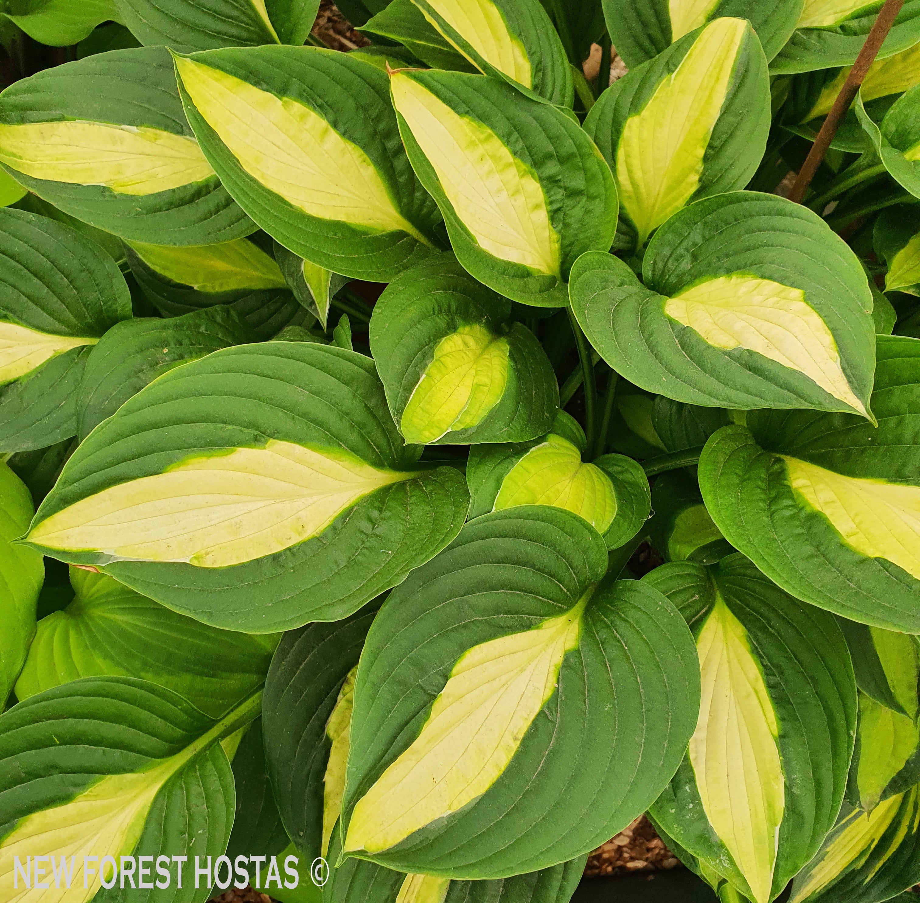 Hosta 'Gypsy Rose' - New Forest Hostas & Hemerocallis