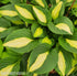 Hosta 'Gypsy Rose' - New Forest Hostas & Hemerocallis