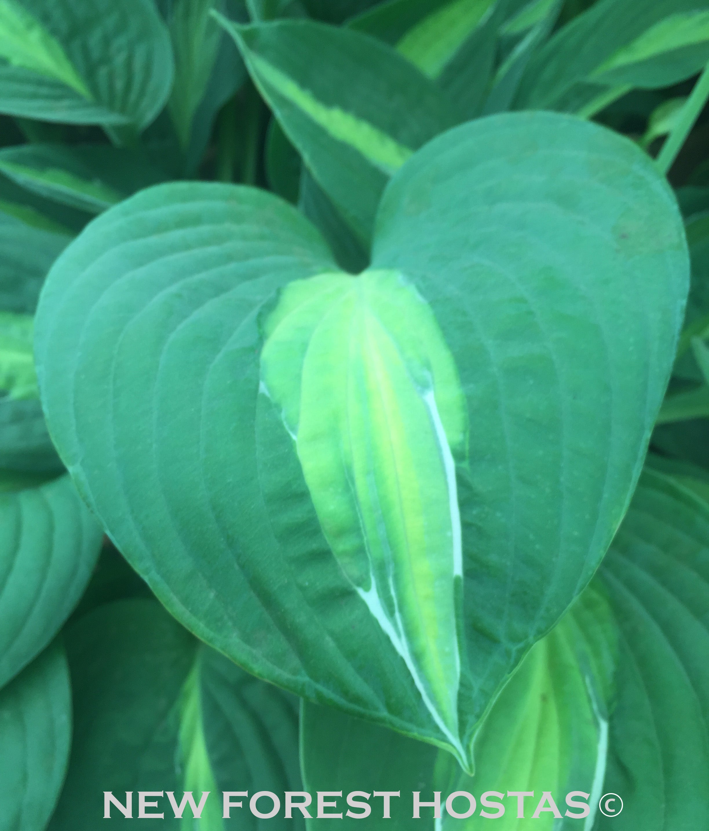 Hosta 'Gypsy Rose' - New Forest Hostas & Hemerocallis