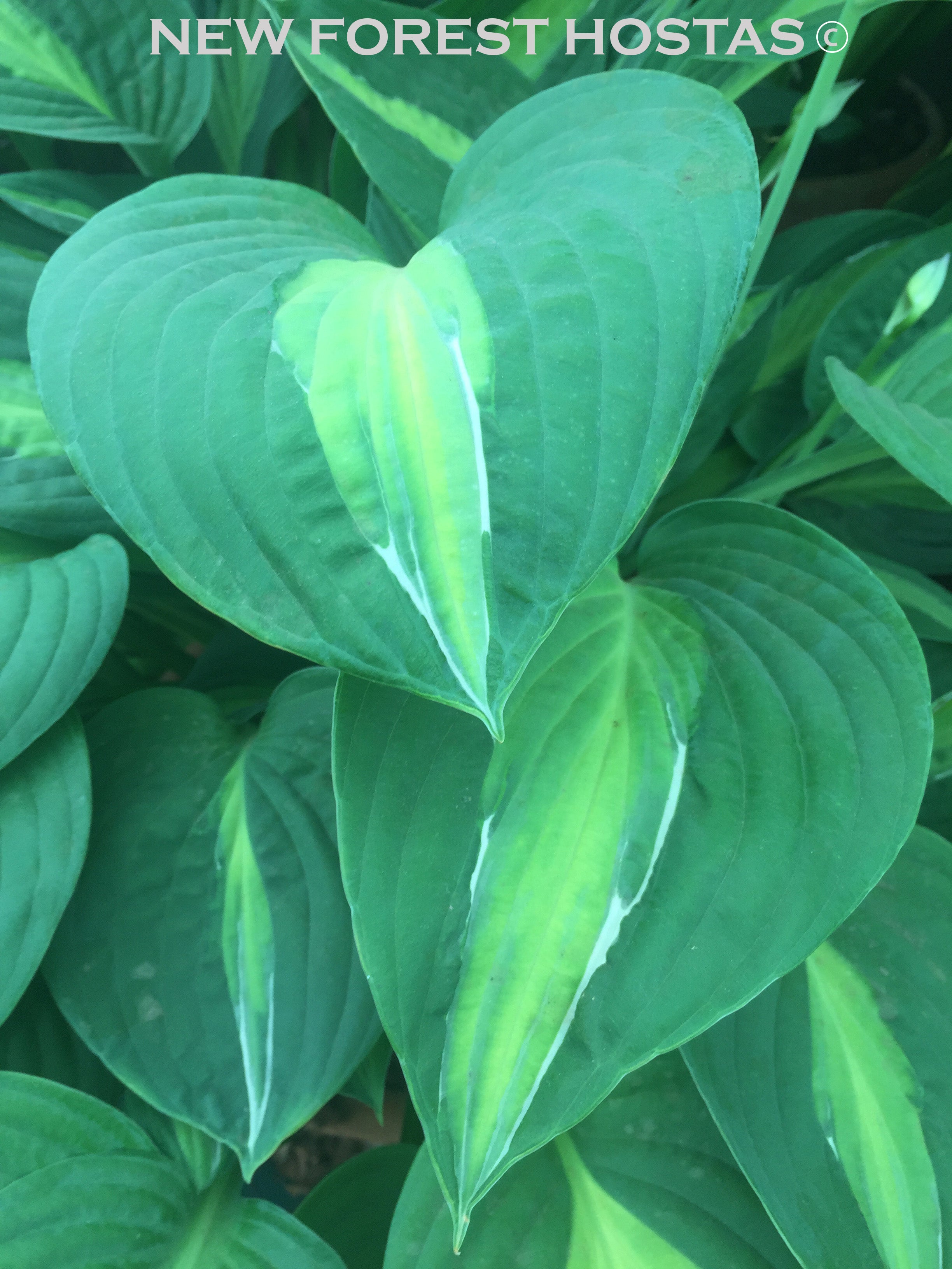 Hosta 'Gypsy Rose' - New Forest Hostas & Hemerocallis