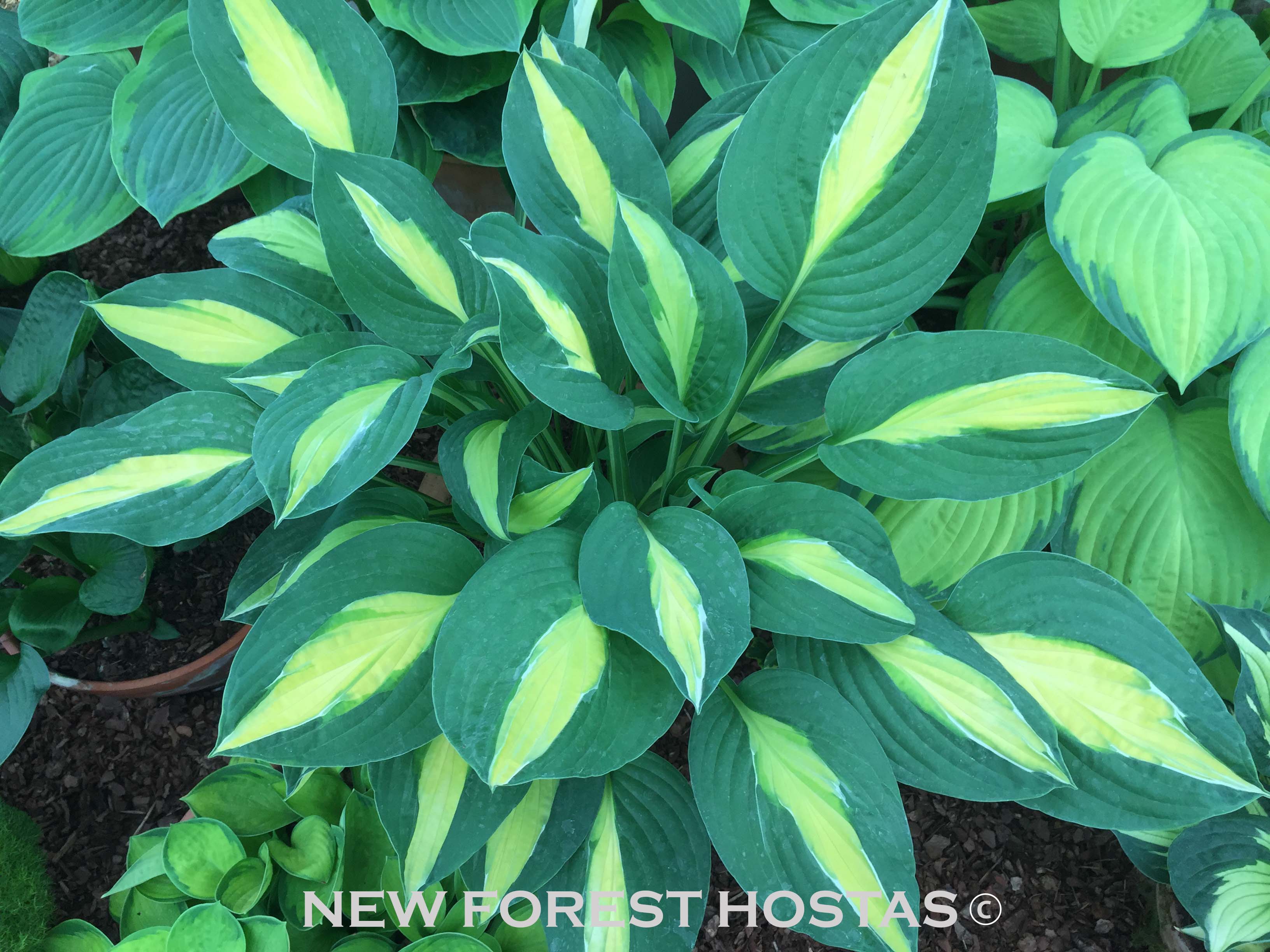 Hosta 'Gypsy Rose' - New Forest Hostas & Hemerocallis