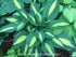 Hosta 'Gypsy Rose' - New Forest Hostas & Hemerocallis