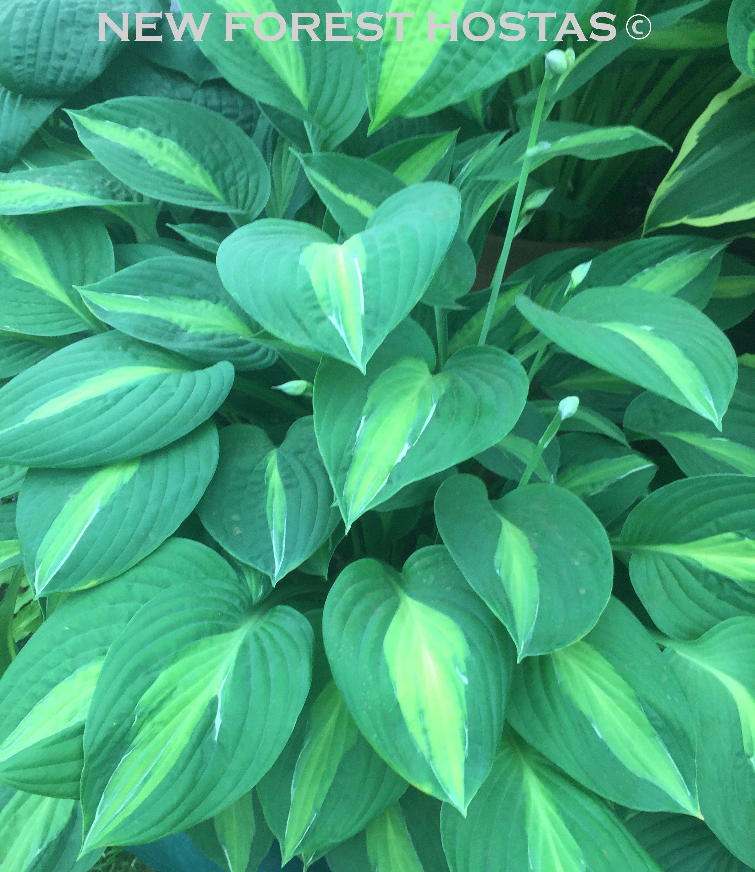 Hosta 'Gypsy Rose' - New Forest Hostas & Hemerocallis