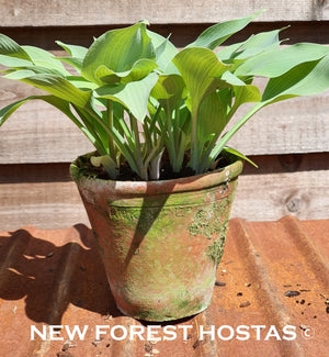 Hosta 'Hadspen Hawk' - New Forest Hostas & Hemerocallis