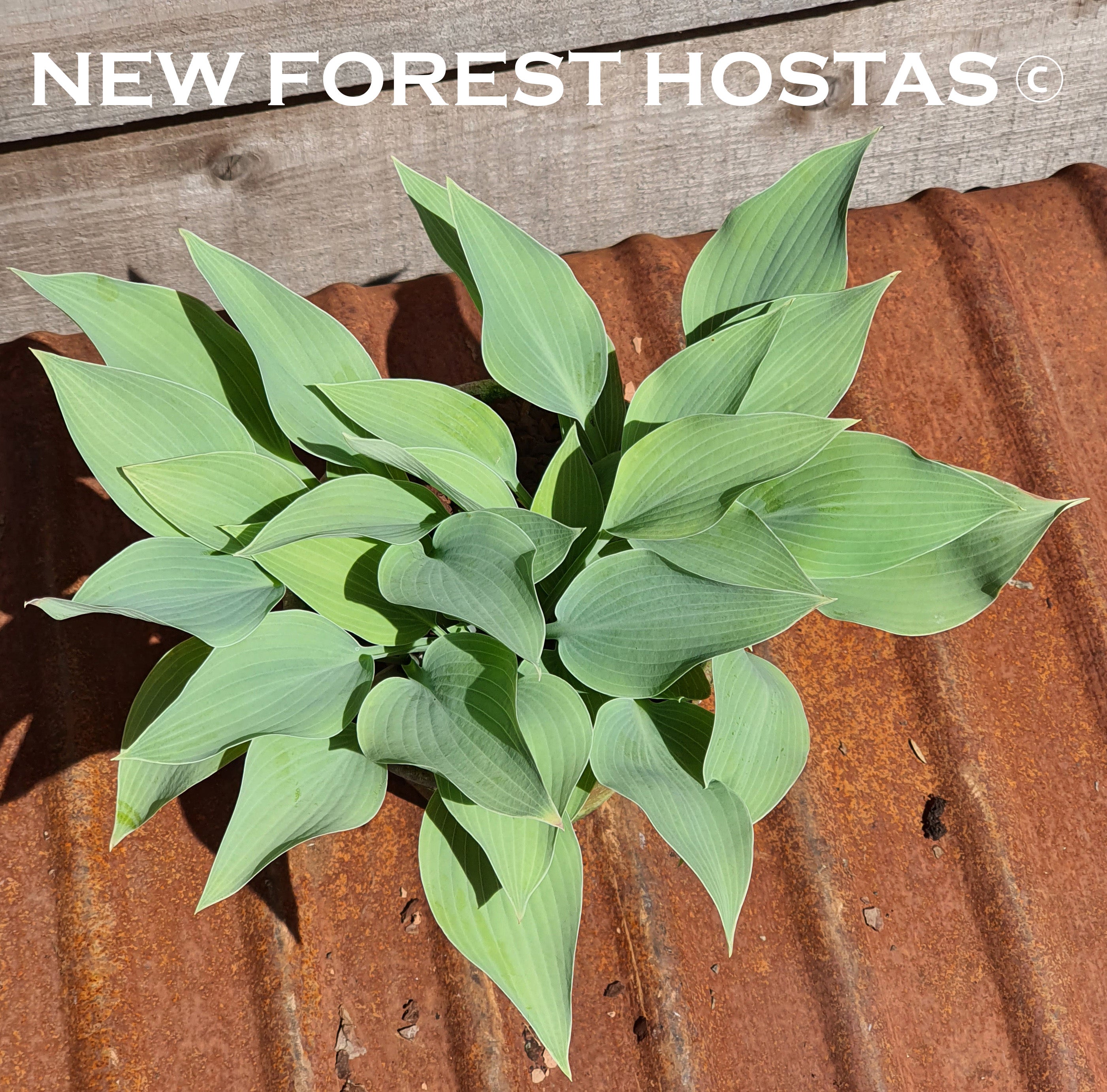 Hosta 'Hadspen Hawk' - New Forest Hostas & Hemerocallis