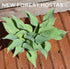 Hosta 'Hadspen Hawk' - New Forest Hostas & Hemerocallis