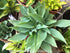 Hosta 'Hadspen Hawk' - New Forest Hostas & Hemerocallis
