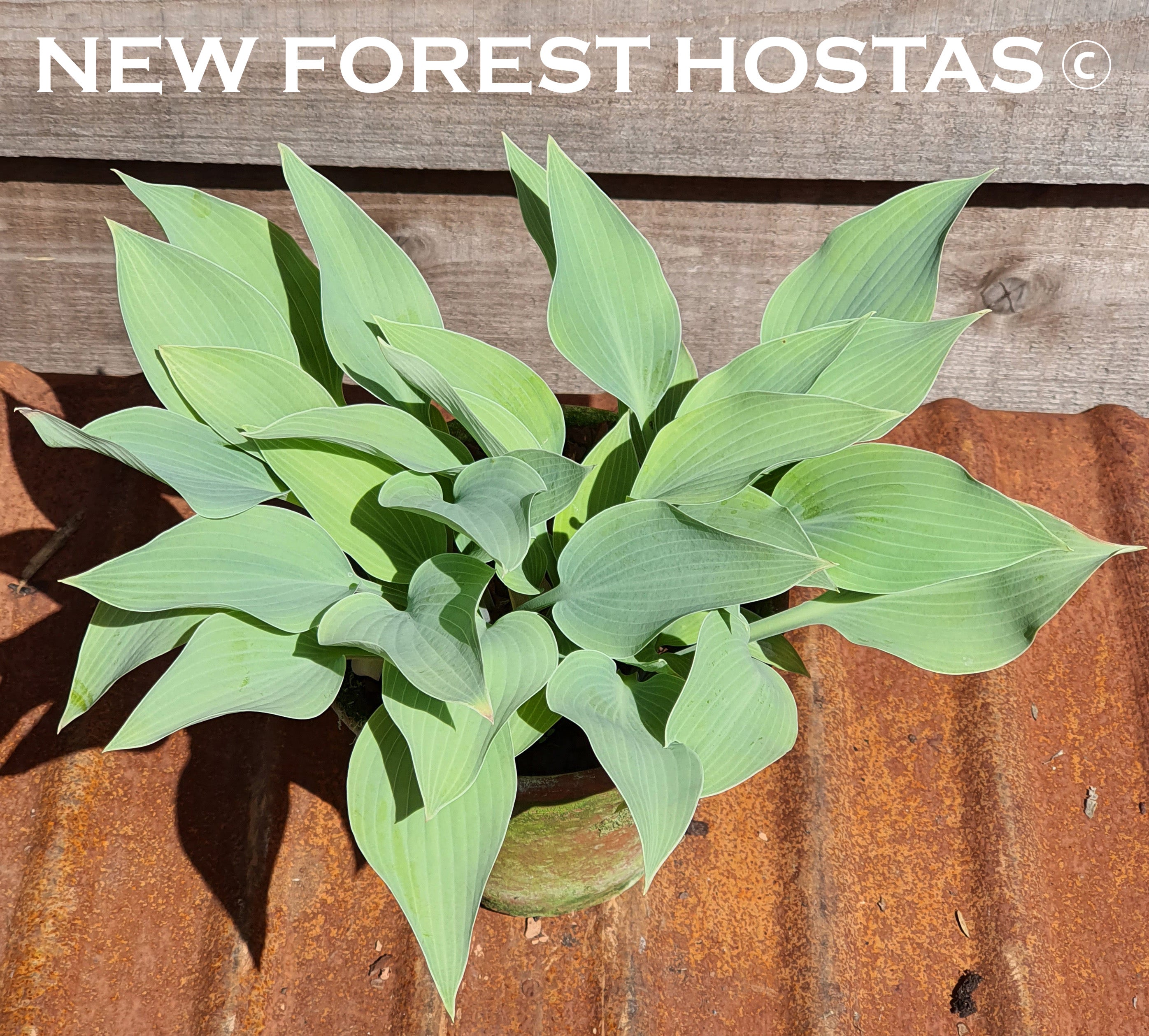 Hosta 'Hadspen Hawk' - New Forest Hostas & Hemerocallis