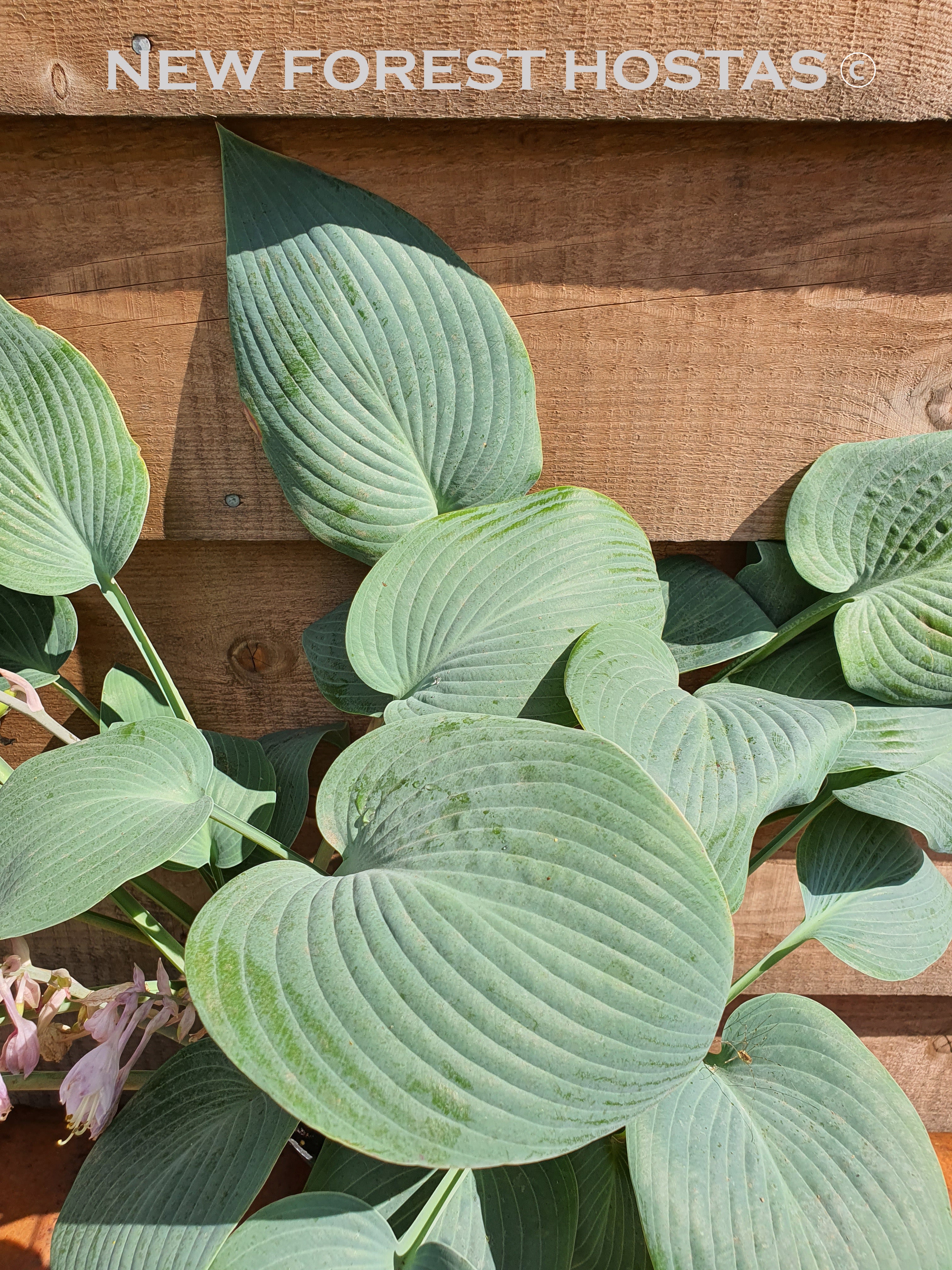 Hosta 'Halcyon' - New Forest Hostas & Hemerocallis