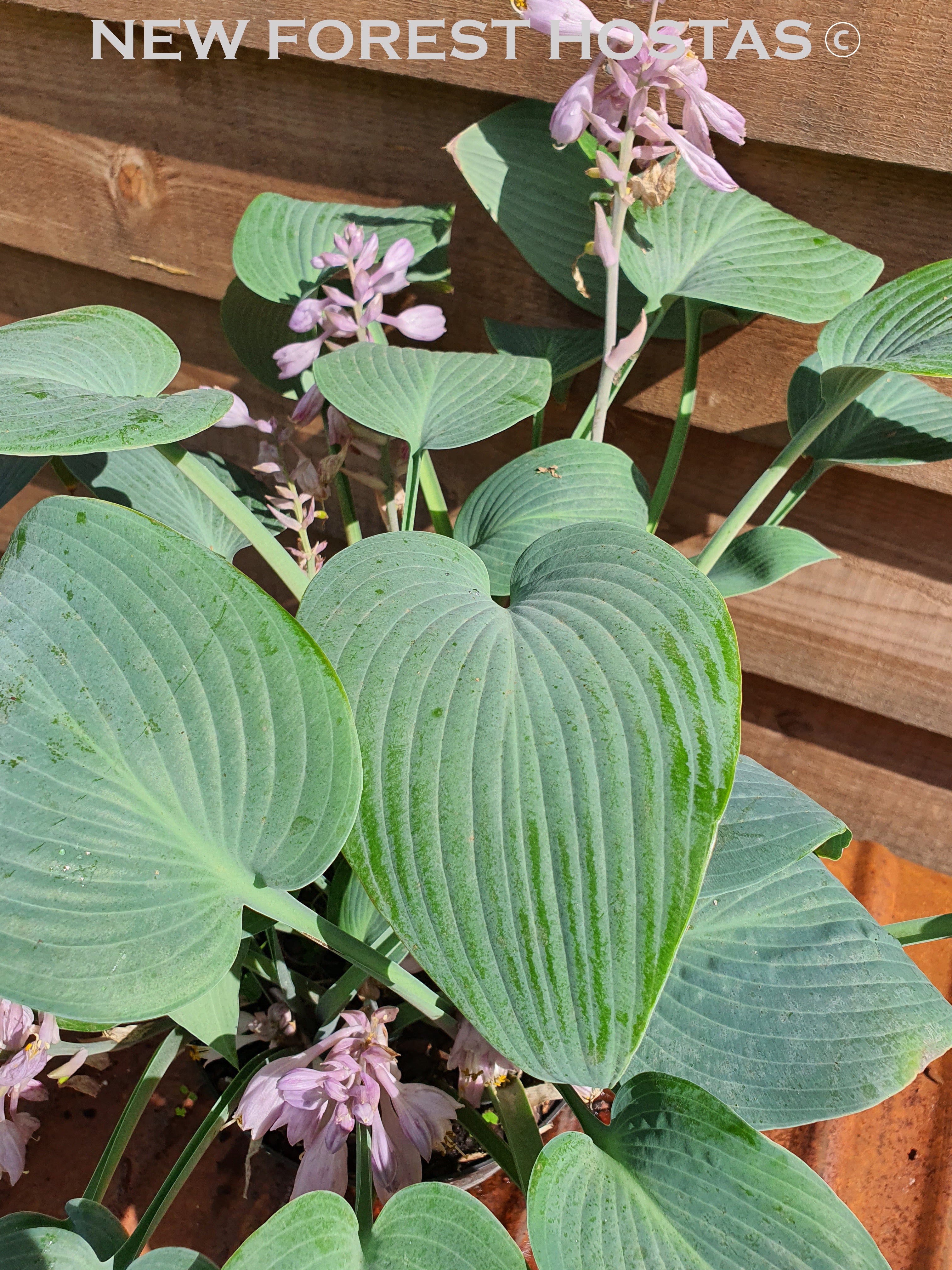 Hosta 'Halcyon' - New Forest Hostas & Hemerocallis