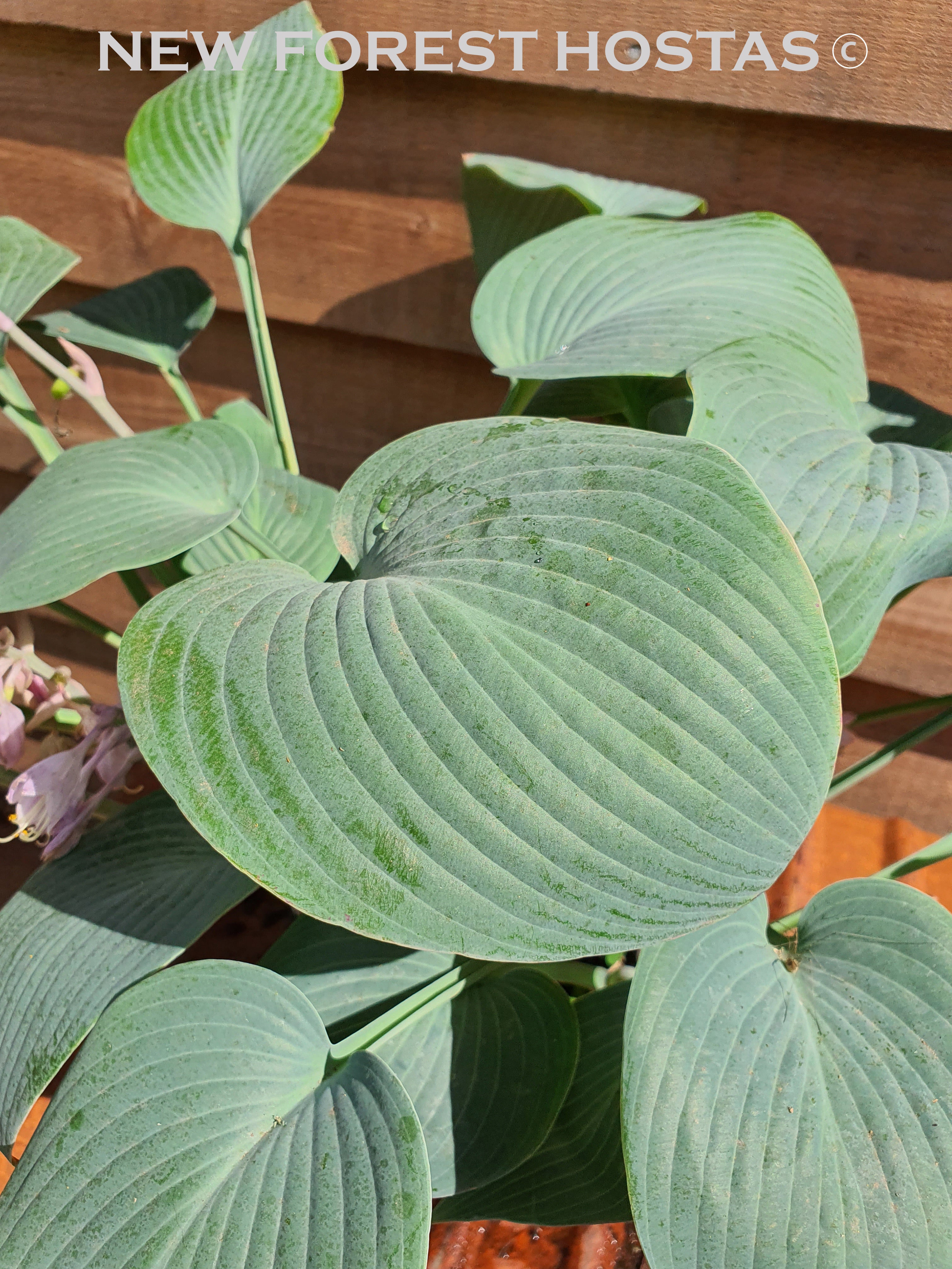 Hosta 'Halcyon' - New Forest Hostas & Hemerocallis