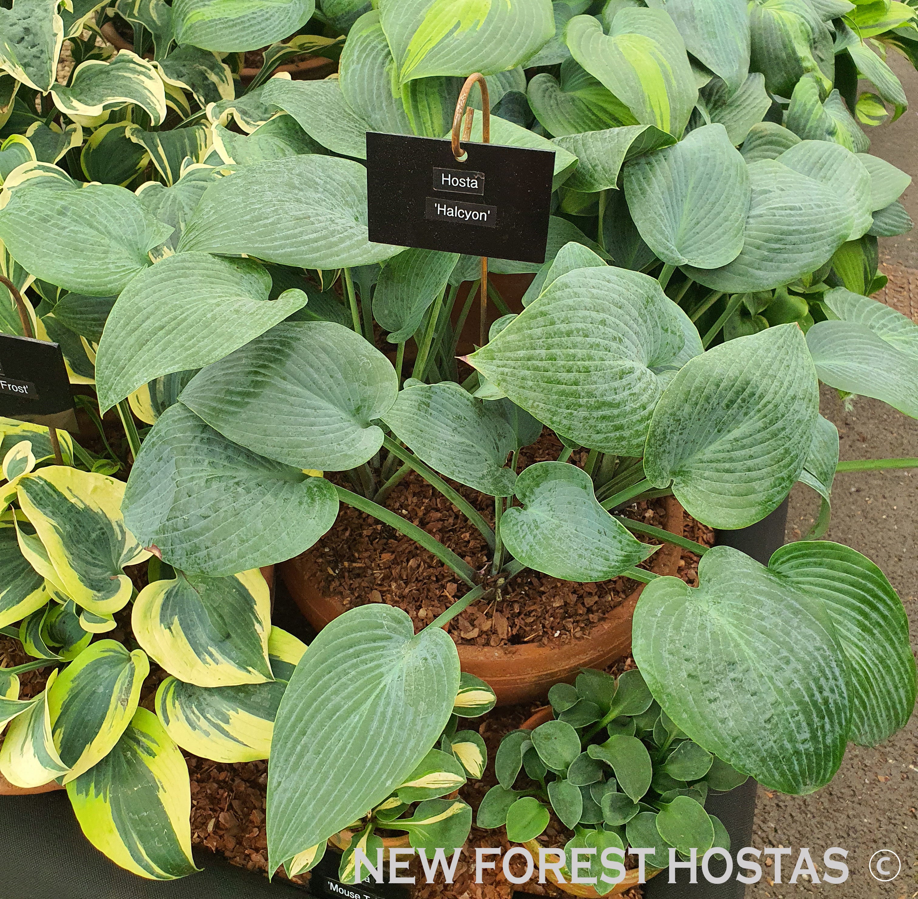 Hosta 'Halcyon' - New Forest Hostas & Hemerocallis
