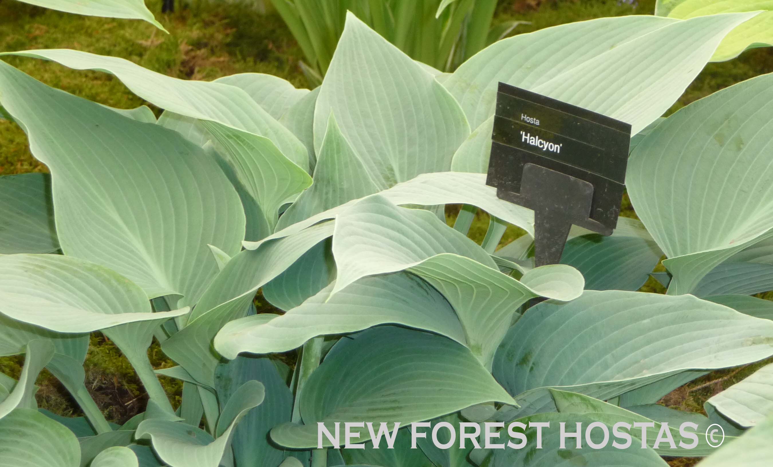 Hosta 'Halcyon' - New Forest Hostas & Hemerocallis