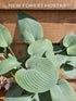 Hosta 'Halcyon' - New Forest Hostas & Hemerocallis