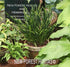 Hosta 'Hands Up' - New Forest Hostas & Hemerocallis