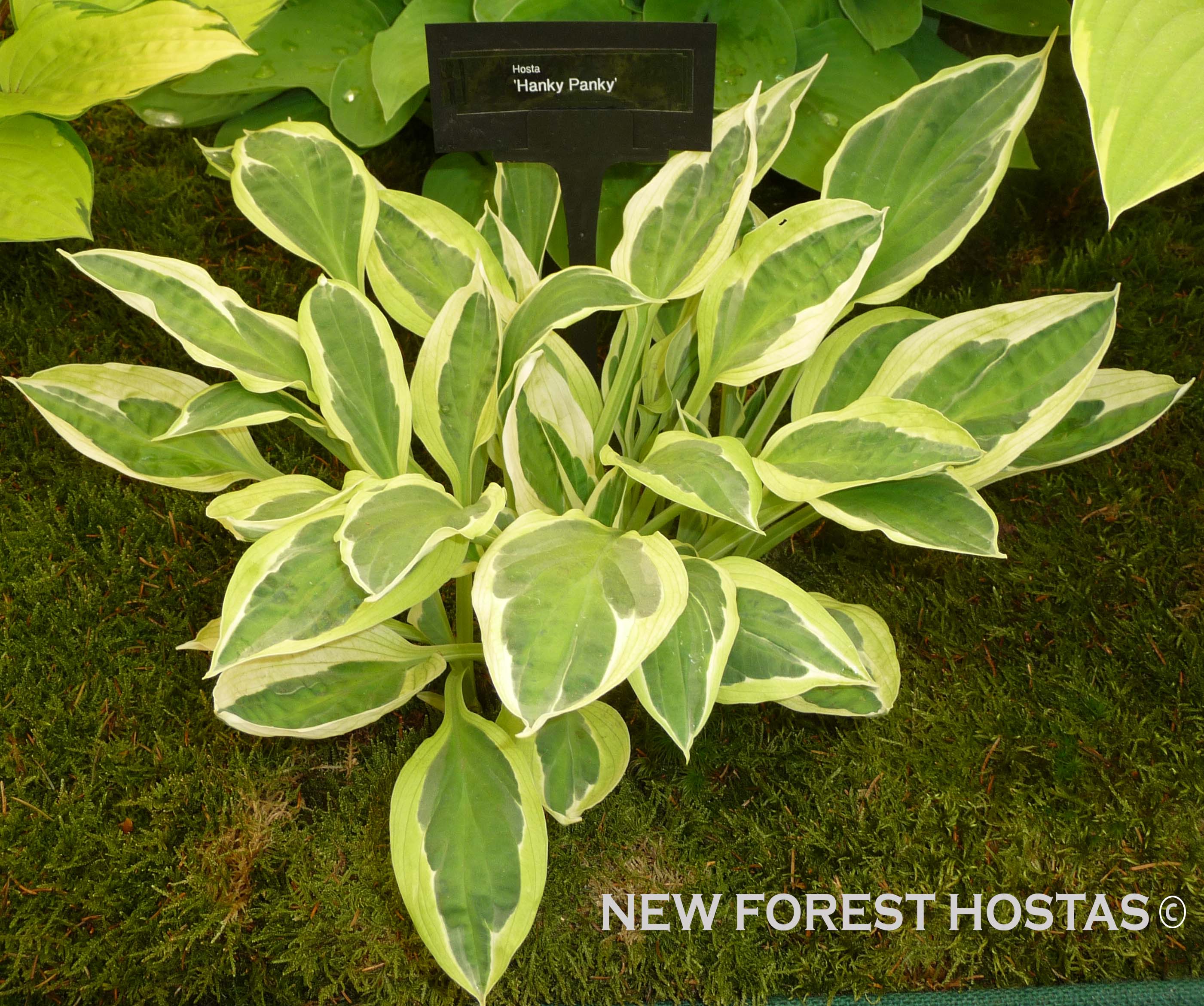 Hosta 'Hanky Panky' - New Forest Hostas & Hemerocallis