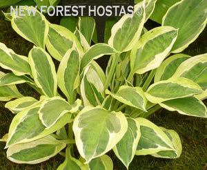 Hosta 'Hanky Panky' - New Forest Hostas & Hemerocallis
