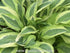 Hosta 'Hanky Panky' - New Forest Hostas & Hemerocallis