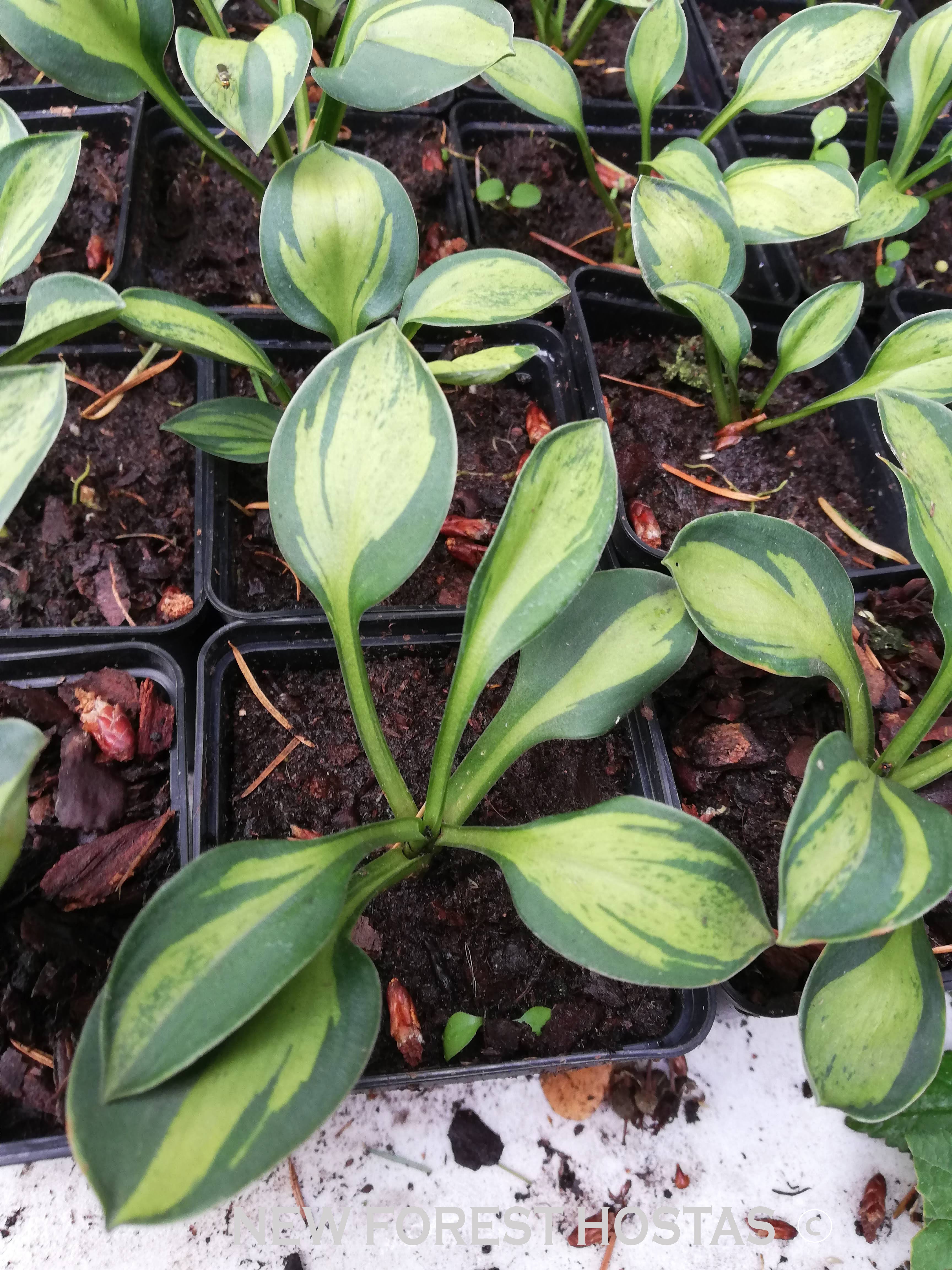 Hosta 'Happy Mouse' - New Forest Hostas & Hemerocallis