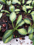 Hosta 'Happy Mouse' - New Forest Hostas & Hemerocallis