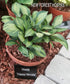 Hosta 'Happy Mouse' - New Forest Hostas & Hemerocallis