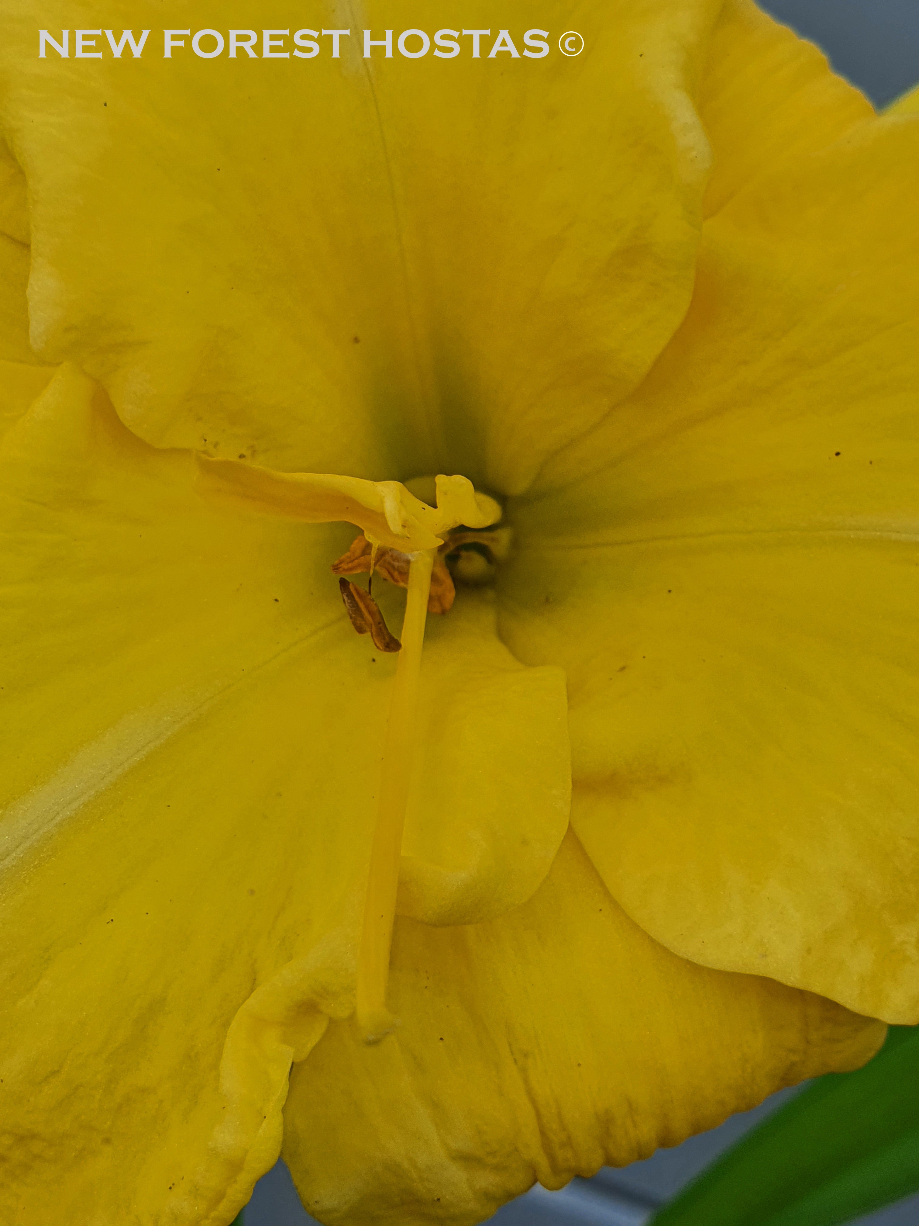 Hemerocallis 'Havana Banana' - New Forest Hostas & Hemerocallis