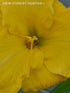 Hemerocallis 'Havana Banana' - New Forest Hostas & Hemerocallis