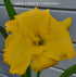 Hemerocallis 'Havana Banana' - New Forest Hostas & Hemerocallis