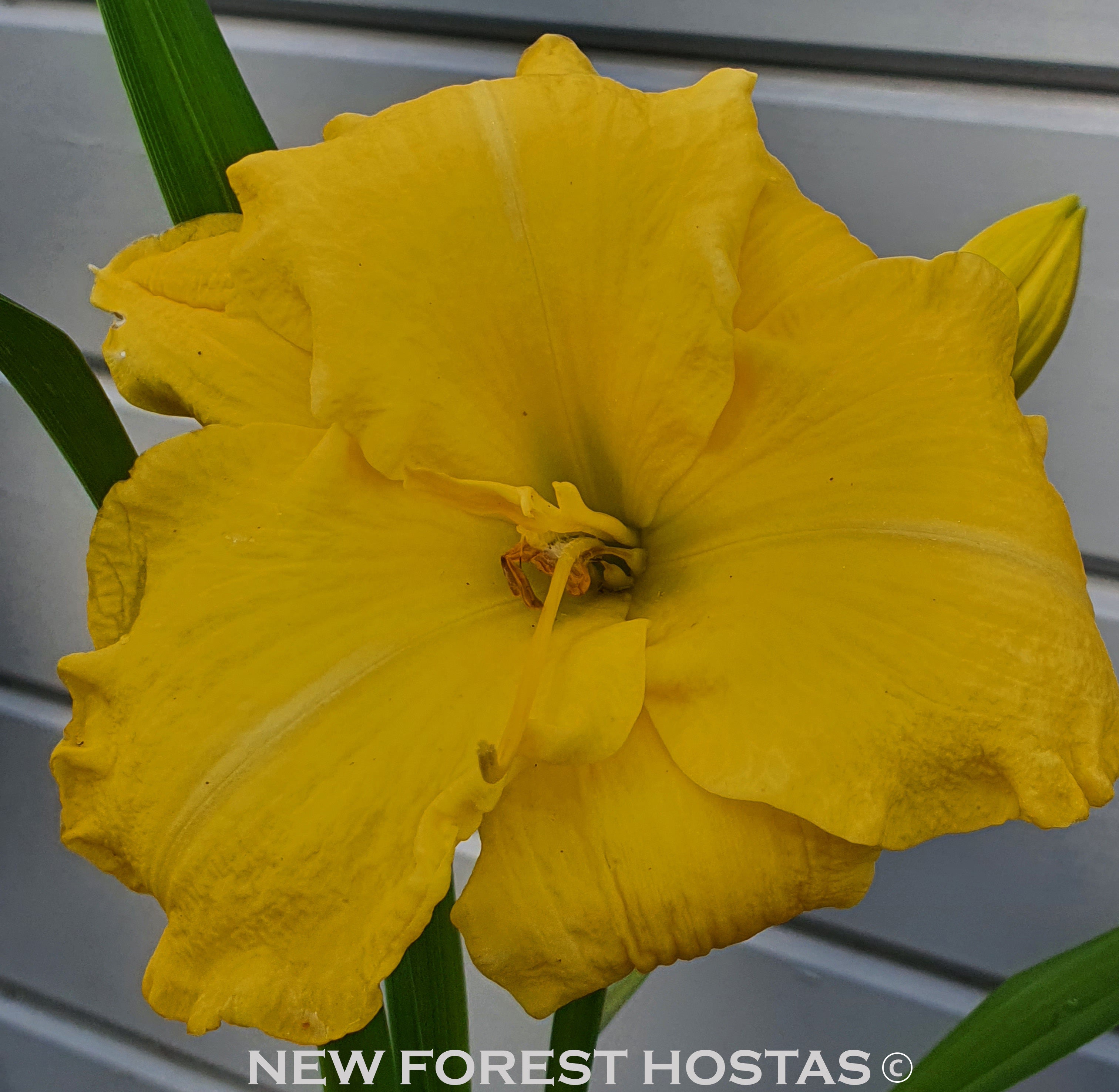 Hemerocallis 'Havana Banana' - New Forest Hostas & Hemerocallis