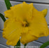 Hemerocallis 'Havana Banana' - New Forest Hostas & Hemerocallis