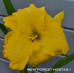 Hemerocallis 'Havana Banana' - New Forest Hostas & Hemerocallis