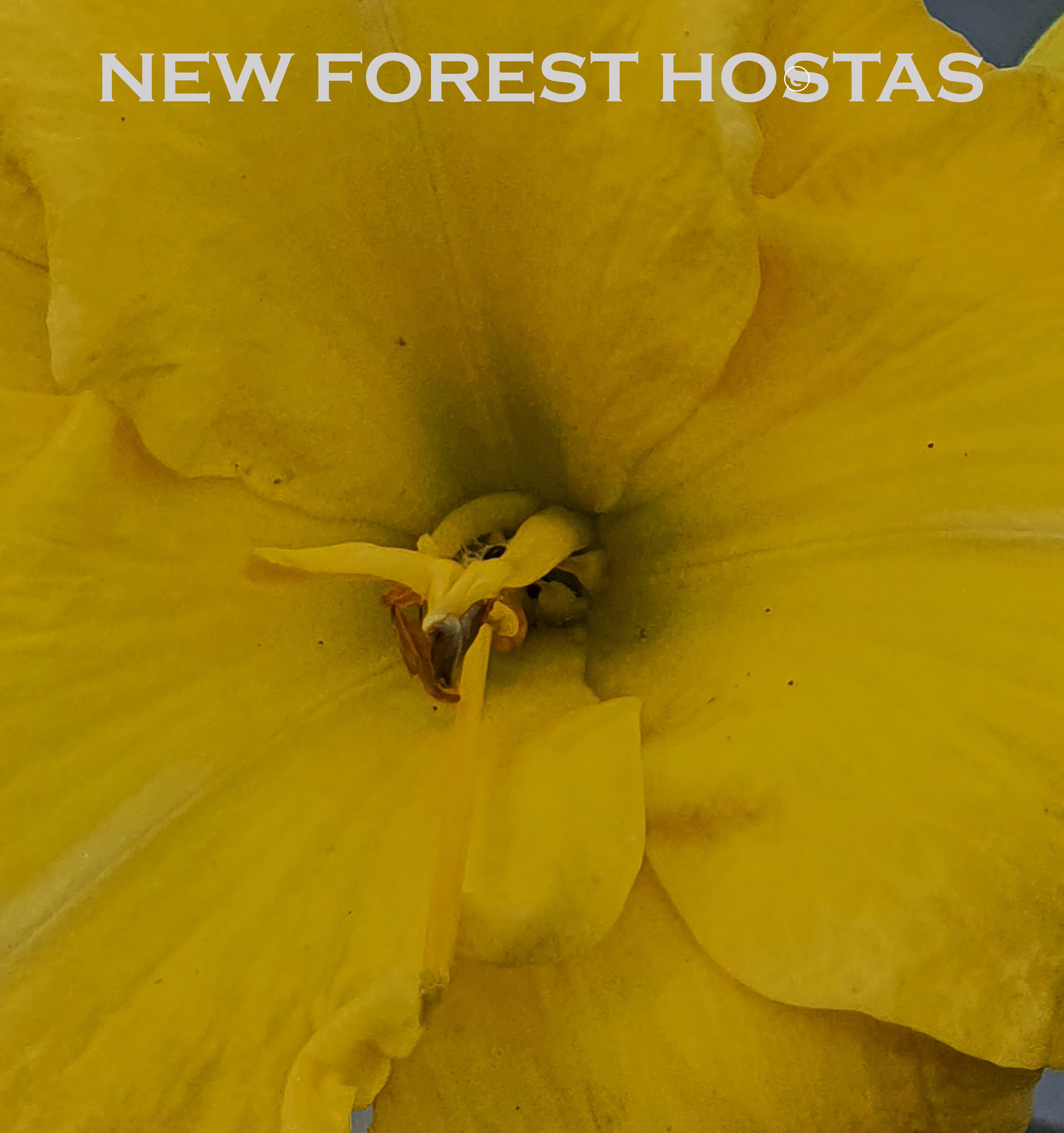 Hemerocallis 'Havana Banana' - New Forest Hostas & Hemerocallis