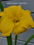 Hemerocallis 'Havana Banana' - New Forest Hostas & Hemerocallis