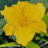 Hemerocallis 'Havana Banana' - New Forest Hostas & Hemerocallis