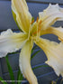 Hemerocallis 'Heavenly Angel Ice' - New Forest Hostas & Hemerocallis