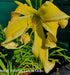 Hemerocallis 'Heavenly Flight of Angels' - New Forest Hostas & Hemerocallis